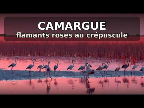 Miniature du film « Camargue — 30 minutes (flamants, roseaux et lumière rose) ».